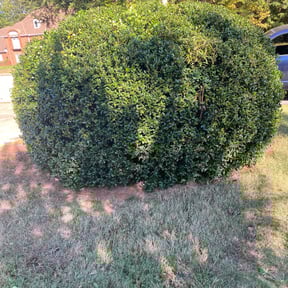 Bush Trimming by A & S Contractor LLC reviewed on August 19, 2025