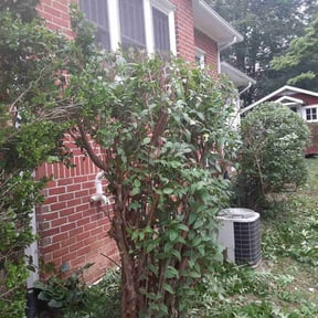 Bush Trimming by AMERICA'S BEST LAWN SERVICE LLC reviewed on August 14, 2025