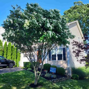 Tree Care by Murphy&#039;s Lawn &amp; Order reviewed on November 24, 2025