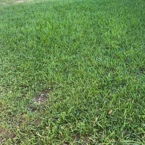 yard care by Above All Landscaping reviewed on August 20, 2025