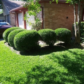 Bush Trimming by Paul and Paul lawn service and landscaping reviewed on August 16, 2025
