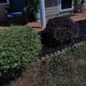 Bush Trimming by Noah's Ark reviewed on September 12, 2024