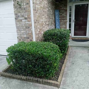 Bush Trimming by 618'S Snappin Out Lawn Care reviewed on August 16, 2025