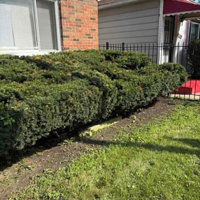 Bush Trimming by RJK Services reviewed on August 20, 2026