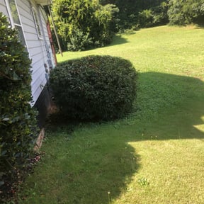 Bush Trimming by My Master Garden reviewed on August 17, 2025