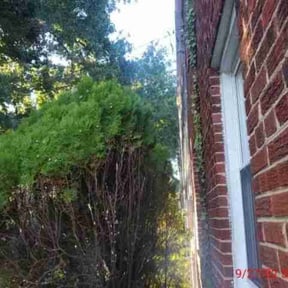 Bush Trimming by CRP LANDSCAPE LLC reviewed on August 21, 2025