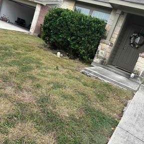Bush Trimming by Skivers quality Lawncare LLC reviewed on December 1, 2025