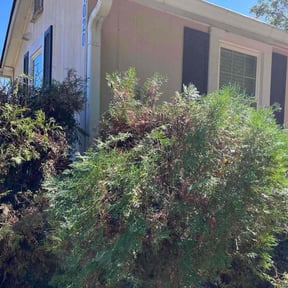 Bush Trimming by eguild reviewed on October 24, 2025