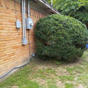 Bush Trimming by 19 Property Landscaping reviewed on August 19, 2025