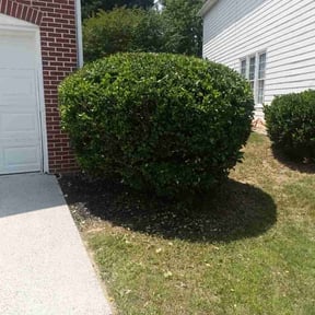 Bush Trimming by TruGreen LawnCare reviewed on May 21, 2026