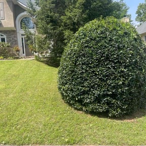 Bush Trimming by TwinEagleLandscaping reviewed on August 17, 2025