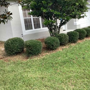 Bush Trimming by Simple Cutz reviewed on August 15, 2025