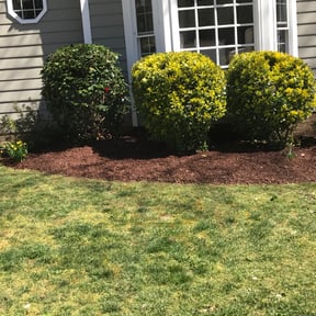 Bush Trimming by Chris & Tony Lawntastic service LLC reviewed on August 21, 2025