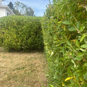 Bush Trimming by Smoove Service reviewed on October 20, 2025