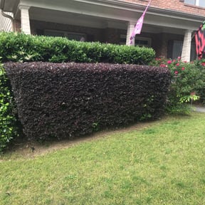 Bush Trimming by Merle friend lawn service reviewed on August 19, 2025
