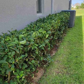 Bush Trimming by LGM Property Associates reviewed on August 16, 2025