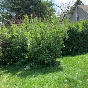 Bush Trimming by Grassroots landscaping reviewed on August 18, 2025