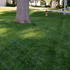 turf care by Eric Buckner reviewed on May 27, 2022