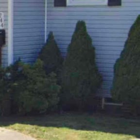 Bush Trimming by Dortch Demo and cleanup reviewed on August 17, 2025