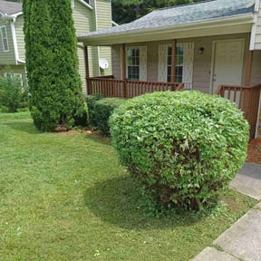 Bush Trimming by Team one lawn service reviewed on August 21, 2025