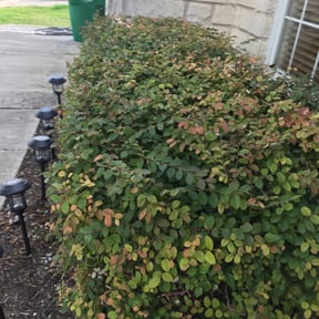 Bush Trimming by Chopp'em Up Lawn Care reviewed on August 20, 2025