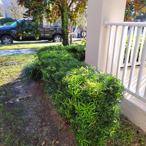 Bush Trimming by Colorado Landscape and Lawn Maintenance reviewed on August 19, 2025