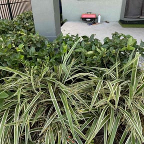 Bush Trimming by Yanez Brothers Landscaping reviewed on August 21, 2025