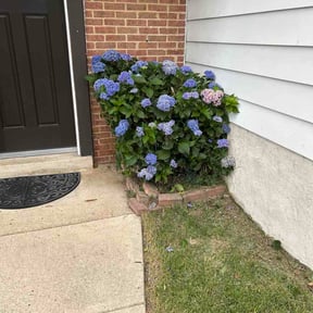 Bush Trimming by 5280 Lawns Llc reviewed on July 9, 2026