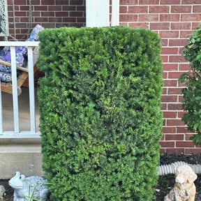 Bush Trimming by JB&#039;s Property Services reviewed on November 19, 2025