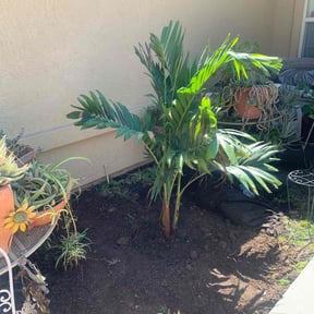 Flower Planting by  reviewed on August 9, 2025