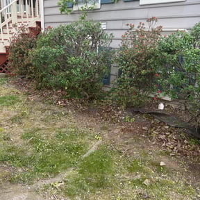 Bush Trimming by Trero lawn care reviewed on August 18, 2025