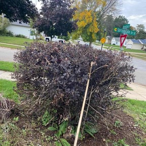 Bush Trimming by Thatsmydadlawncarellc reviewed on August 19, 2025