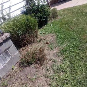 Bush Trimming by C&amp;D Landscaping Llc reviewed on August 29, 2026