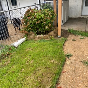 Bush Trimming by Carter Landscape Services reviewed on August 18, 2025