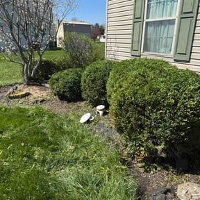 Bush Trimming by Sbm reviewed on April 7, 2026