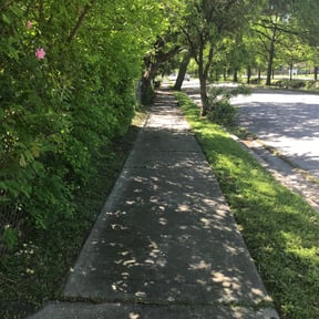 Bush Trimming by G E D Services LLC reviewed on August 20, 2025