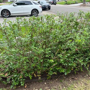 Leaf Removal by Hennesay Yard Clean up reviewed on September 12, 2025