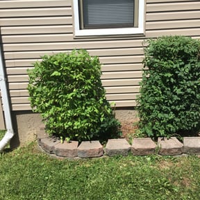 Bush Trimming by Reil Lawn Company LLC reviewed on August 15, 2025
