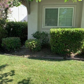 Bush Trimming by T.L. Landscaping & hardscaping reviewed on August 16, 2025