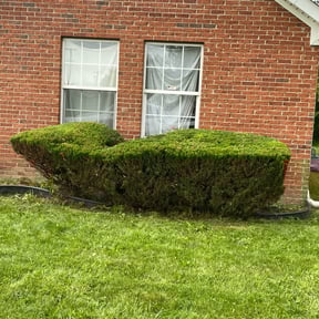 Bush Trimming by Hugo Lopez Landscaping reviewed on August 21, 2025