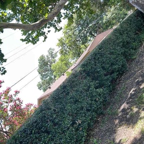 Bush Trimming by Valencia Landscaping reviewed on August 18, 2025
