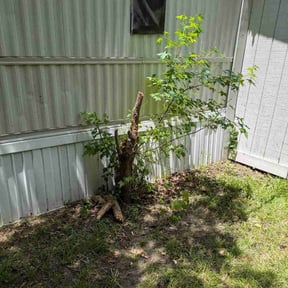 Bush Trimming by God lawn service reviewed on August 16, 2025