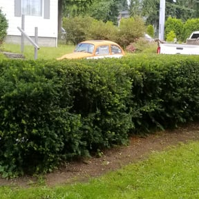 Bush Trimming by Forever Green FG LLC reviewed on November 22, 2025