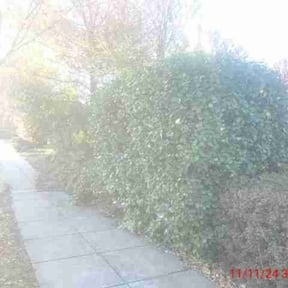Bush Trimming by Hope Lawn Care reviewed on August 21, 2025