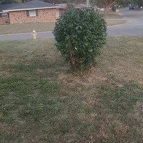 Bush Trimming by The Lawn Cypress reviewed on August 16, 2025