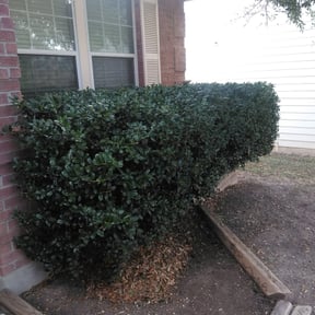 Bush Trimming by Florida's Finest Property Maintenance reviewed on August 21, 2025