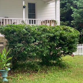 Bush Trimming by MVP Lawn & Landscaping reviewed on August 15, 2025