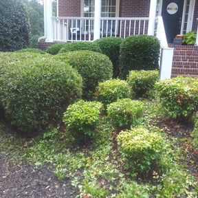Bush Trimming by José Peraza All House Service reviewed on August 16, 2025