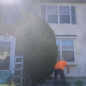 Bush Trimming by SJTO General LLC reviewed on August 7, 2025