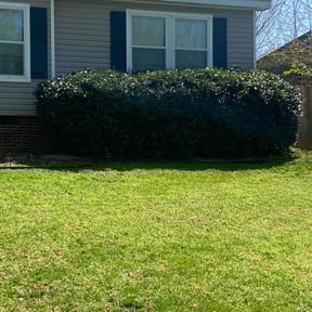 Bush Trimming by Prime Lawn Service . reviewed on August 16, 2025